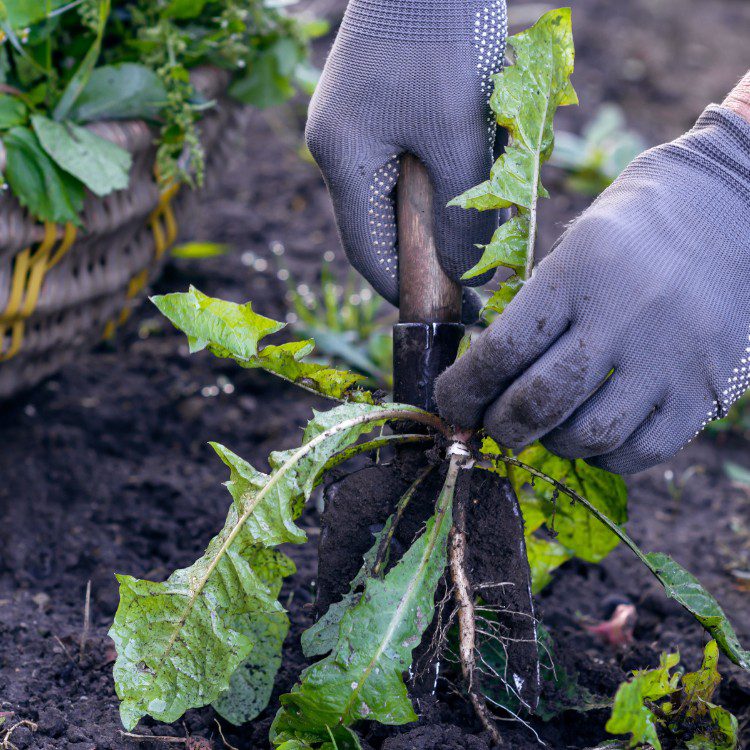 Landscape Maintenance in Stephenville, TX Landscape Maintenance in Stephenville, TX