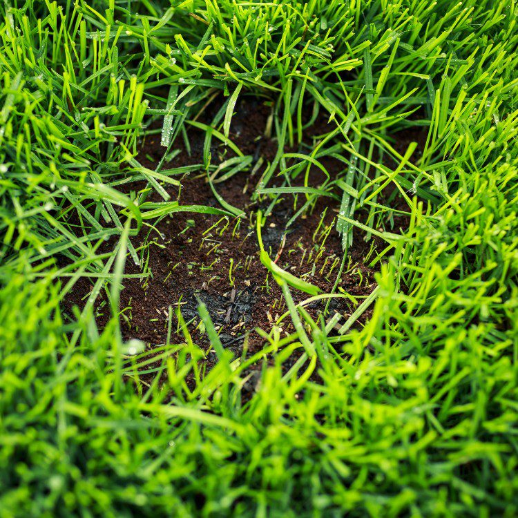 Landscape Maintenance in Stephenville, TX