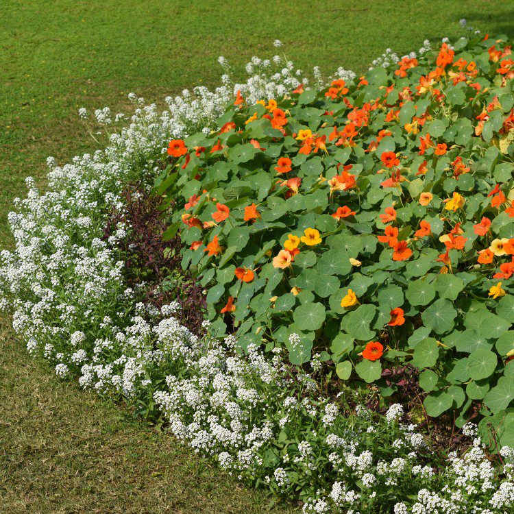 Landscape Maintenance in Stephenville, TX